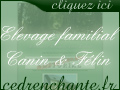Elevage familial du Cèdre Enchanté - Chiens, Chats
