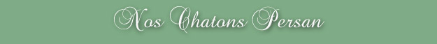 Nos chatons Persan