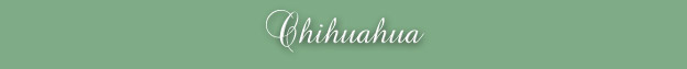 Chihuahua
