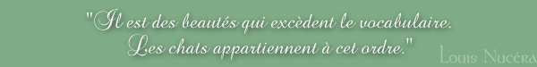 "Il est des beaut&eacute;s qui exc&egrave;dent le vocabulaire. Les chats appartiennent &agrave; cet ordre." (Louis Nuc&eacute;ra)