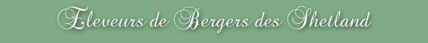 Eleveurs de Bergers des Shetland