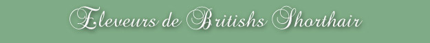 Eleveurs de Britishs Shorthair