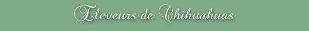 Eleveurs de Chihuahuas