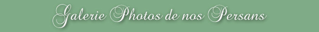 Galerie photos de nos Persans