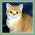 British Shorthair - Chatons disponibles