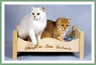 Takira et Ubelle - British Shorthair