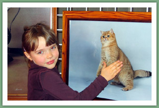 U'Pilou du Cèdre Enchanté - British Shorthair