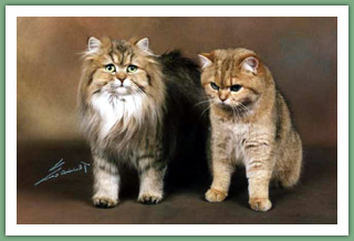 du Cèdre Enchanté - British Shorthair et British Longhair