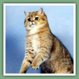 British Shorthair - Standard de la race