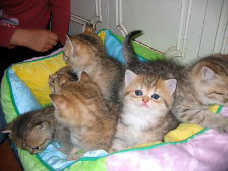British Shorthair- Chats