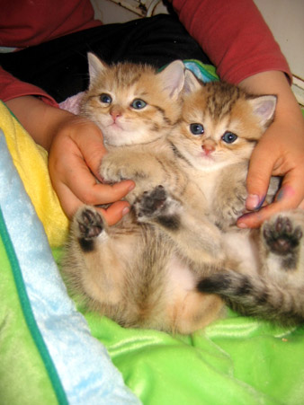 British Shorthair- Chats