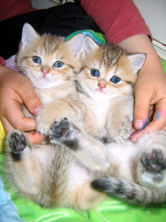 British Shorthair- Chats