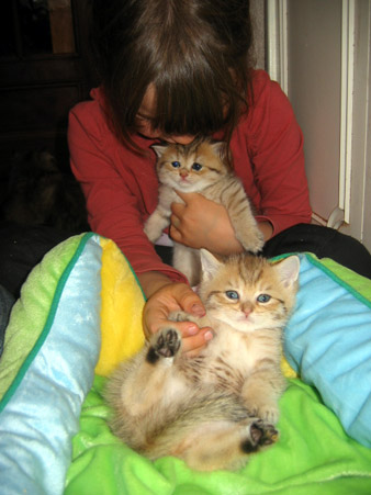 British Shorthair- Chats
