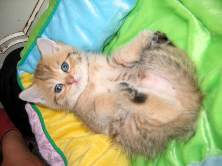 British Shorthair- Chats