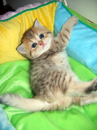 British Shorthair- Chats