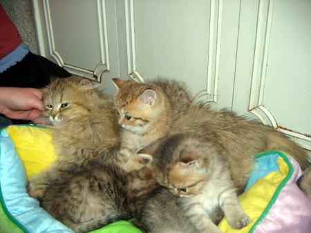 British Shorthair- Chats