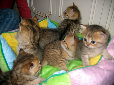 British Shorthair- Chats