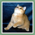 British Shorthair - Chats