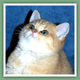 British Shorthair - Chats