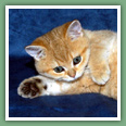 British Shorthair - Chats