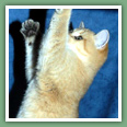 British Shorthair - Chats