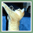 British Shorthair - Chats