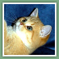 British Shorthair - Chats