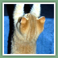 British Shorthair - Chats