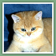British Shorthair - Chats