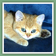 British Shorthair - Chats