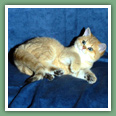 British Shorthair - Chats