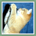 British Shorthair - Chats