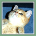 British Shorthair - Chats