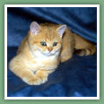 British Shorthair - Chats