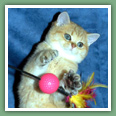 British Shorthair - Chats