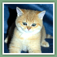 British Shorthair - Chats