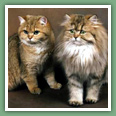 British Shorthair - Chats