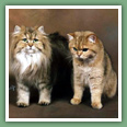 British Shorthair - Chats