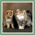 British Shorthair - Chats