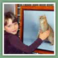 British Shorthair - Chats