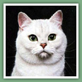 British Shorthair - Chats