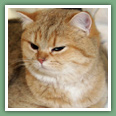 British Shorthair - Chats