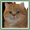 British Shorthair - Chats
