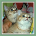 British Shorthair - Chats