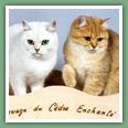 British Shorthair - Chats