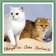 British Shorthair - Chats