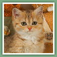 British shorthair - Chats