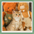 British Shorthair - Chats