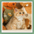 British Shorthair - Chats
