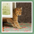British Shorthair - Chats